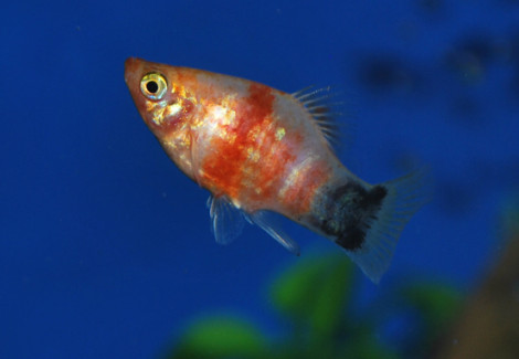 Platy Bleeding Heart Mickey M