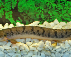 Polypterus Weeksii L