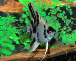 Pterophyllum Sc. Koi S/M