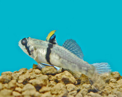 Redigobius Balteatus M