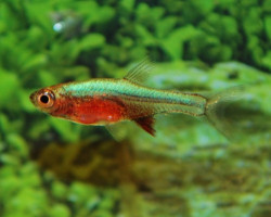 Rasbora Axelrodi Neon Blue M