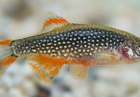 Rasbora/Celestichthys Margaritatus M