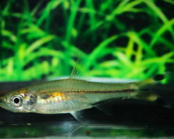 Rasbora Trilineata M