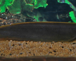 Apteronotus Leptorhynchus M