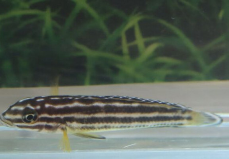 Julidochromis Regani Nsumbu M