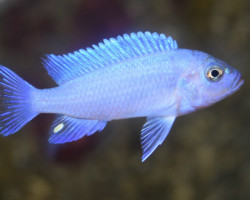 Pseudotr. Zebra Blue M