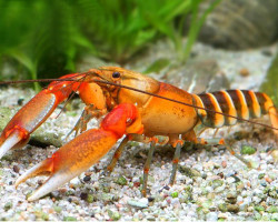 Cherax Pecknyi Xl