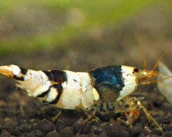 Caridina Sp. Crystal Black M