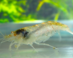 Caridina Typus M