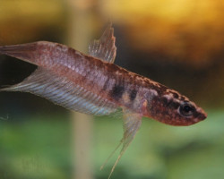 Betta Dimidata M