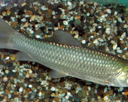 Ctenopharyngodon Idel.  7/10, Grass Carp