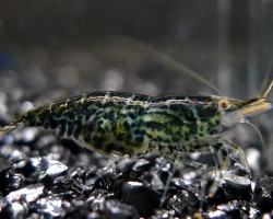 Neocaridina Davidi Green Jade M