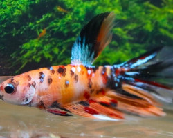 Betta Sp. Super Delta Nemo Male L