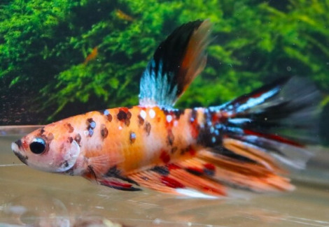 Betta Sp. Super Delta Nemo Male L