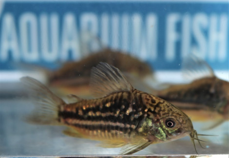 Corydoras Undulatus L