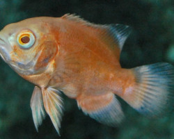 Astronotus Ocellatus Albino Red 4-6 Cm