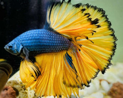 Betta Maschio Halfmoon Mustard Selected L-Xl