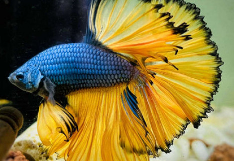 Betta Maschio Halfmoon Mustard Selected L-Xl