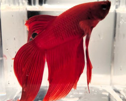 Betta Maschio Red L-Xl