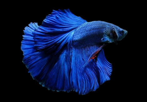 Betta Splendens Super Delta Blu L