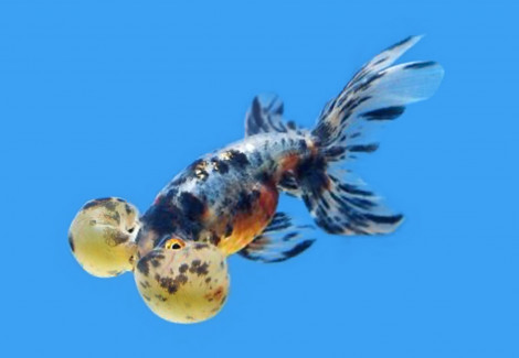 Carassius Auratus Bubble Eye Calico 7-8 Cm