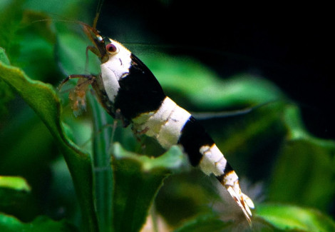 Caridina Cantonensis Crystal Black 1,2-1,5 Cm