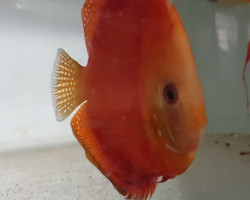 Discus Red Melon 10-12Cm