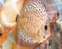 Discus Snake Blu 6-7 Cm