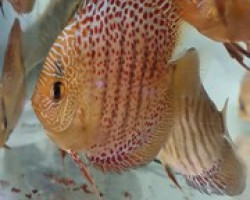 Discus Snake Coral 10-12 Cm