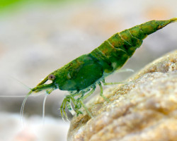 Neocaridina Davidi Green Jade 1-2 Cm