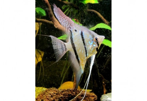 Pterophyllum Surinam Altum 4,5-5