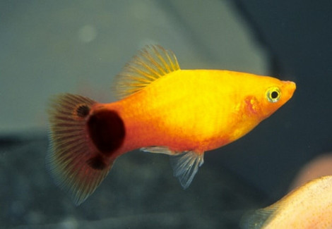 Xiphophorus Maculatus Yellow Micky Mouse M