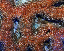 Acanthastrea Bowerbanki Ml