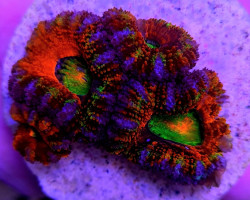 Acanthastrea Lordhowensis (Ultra) (Frag) M