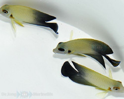 Acanthurus Chronixis M