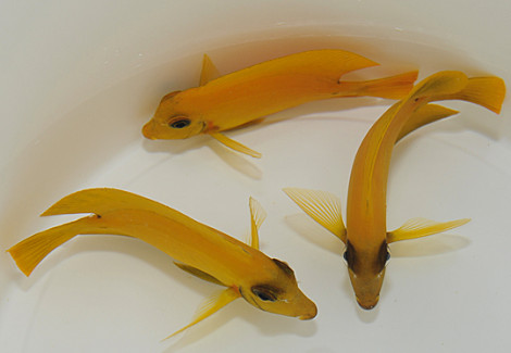 Acanthurus Pyroferus (Mimic Heraldi) S