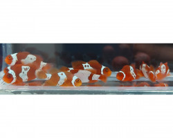 Amphiprion Biaculeatus  Lightning Maroon -  Allevato Europa S