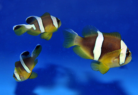 Amphiprion Bicinctus (Pearl Eye) - Allevato Europa M