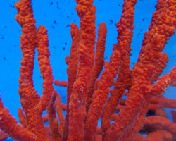 Axinella Tree Sponge Red L