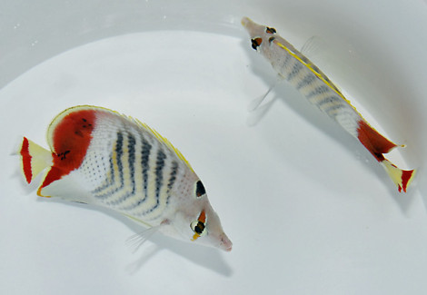 Chaetodon Paucifasciatus S