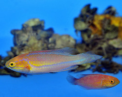 Cirrhilabrus Isosceles (Coppia)