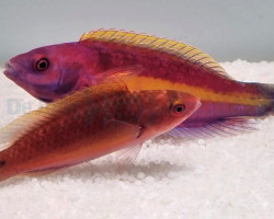 Cirrhilabrus Luteovittatus (Pair) Ml