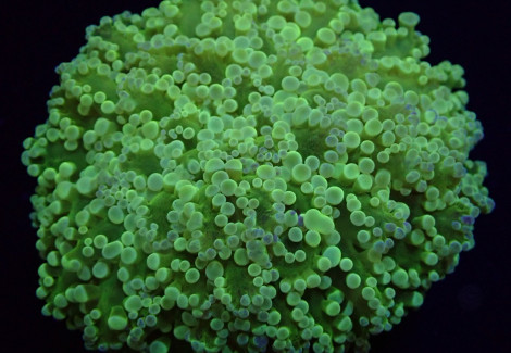 Euphyllia Divisa (Abrolhos Islands) Ml