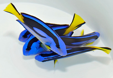 Paracanthurus Hepatus (Yellow Belly) M