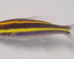 Pentapodus Emeryii M