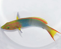 Thalassoma Lutescens S