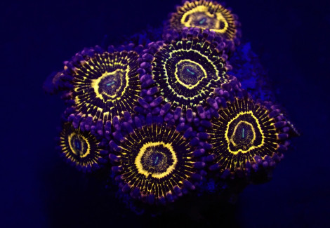 Zoanthus Spp. (Stratosphere) (6 Polyps) Xl