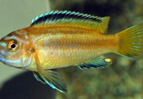 Melanochromis Johannii S