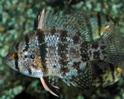 Enneacanthus Chaetodon 4-7Cm