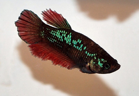 Betta Sp. Halfmoon Female S/M